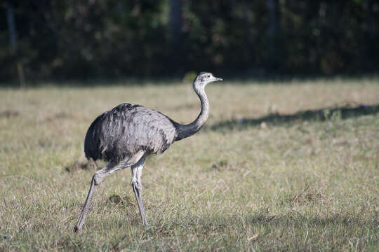 Image of Common Rhea