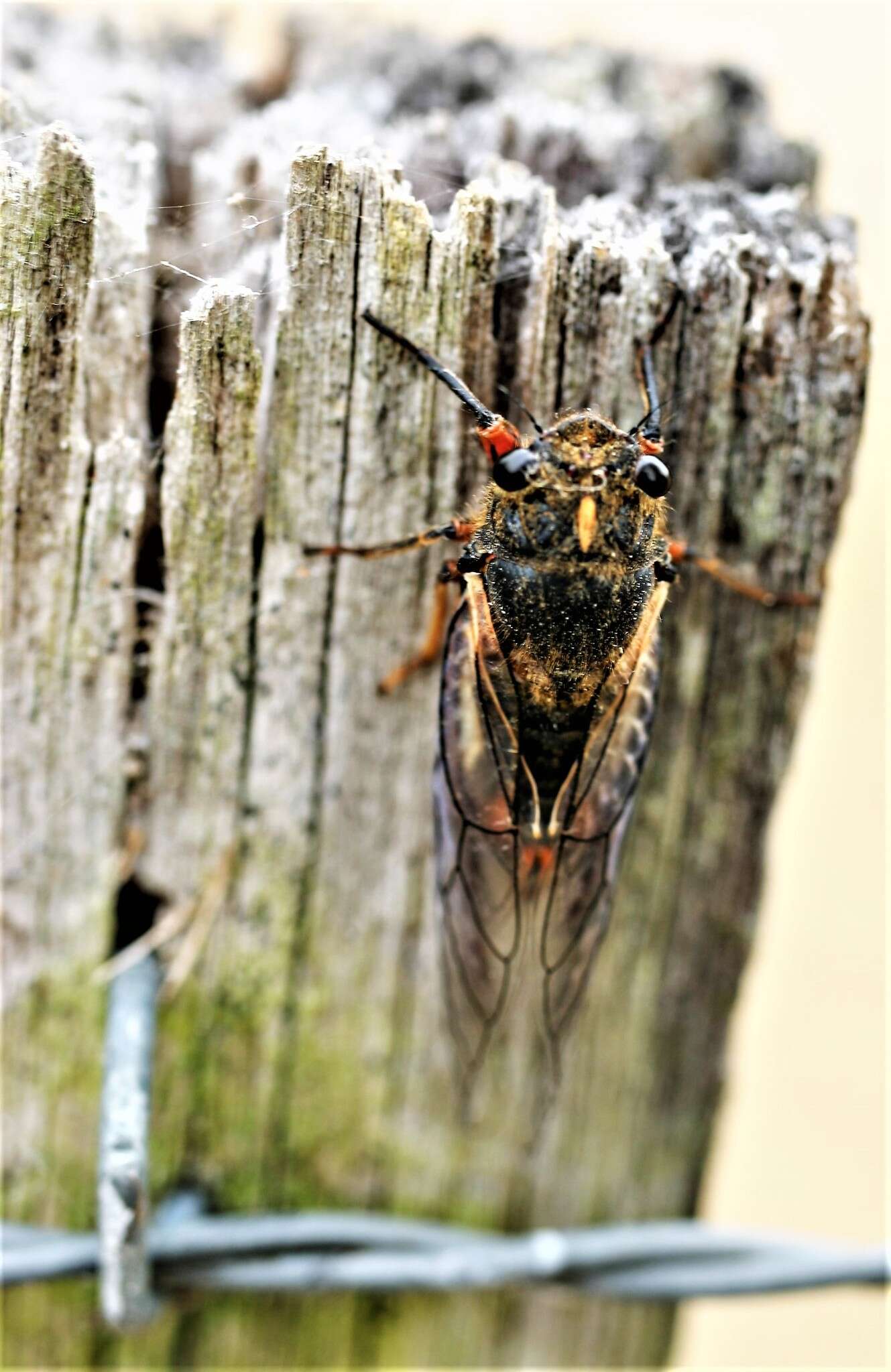 Image of Yoyetta abdominalis (Distant 1892)