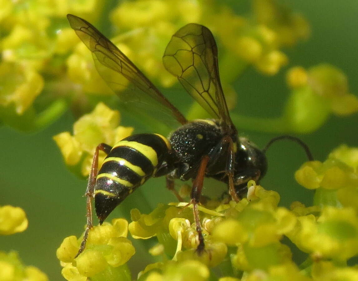 Image of Gorytes atricornis Packard 1867