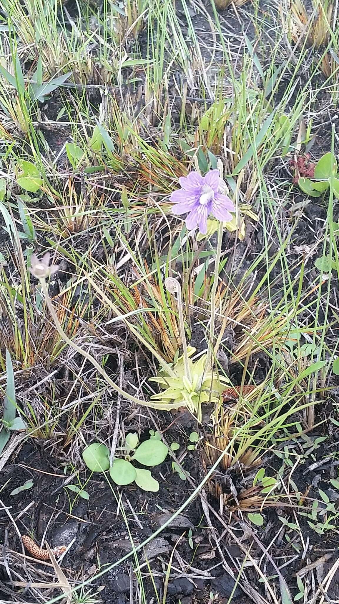 Image de Pinguicula caerulea Walt.