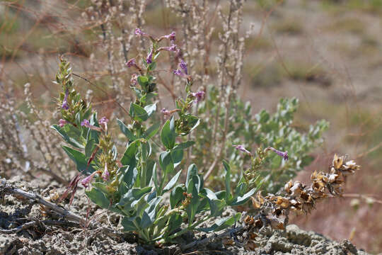 Image of Flowers' beardtongue