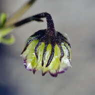 Image of Osteospermum monstrosum (Burm. fil.) J. C. Manning & Goldblatt