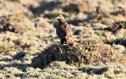 Image of Madagascan Buzzard