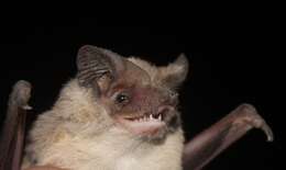 Image of Kalinowski's Mastiff Bat