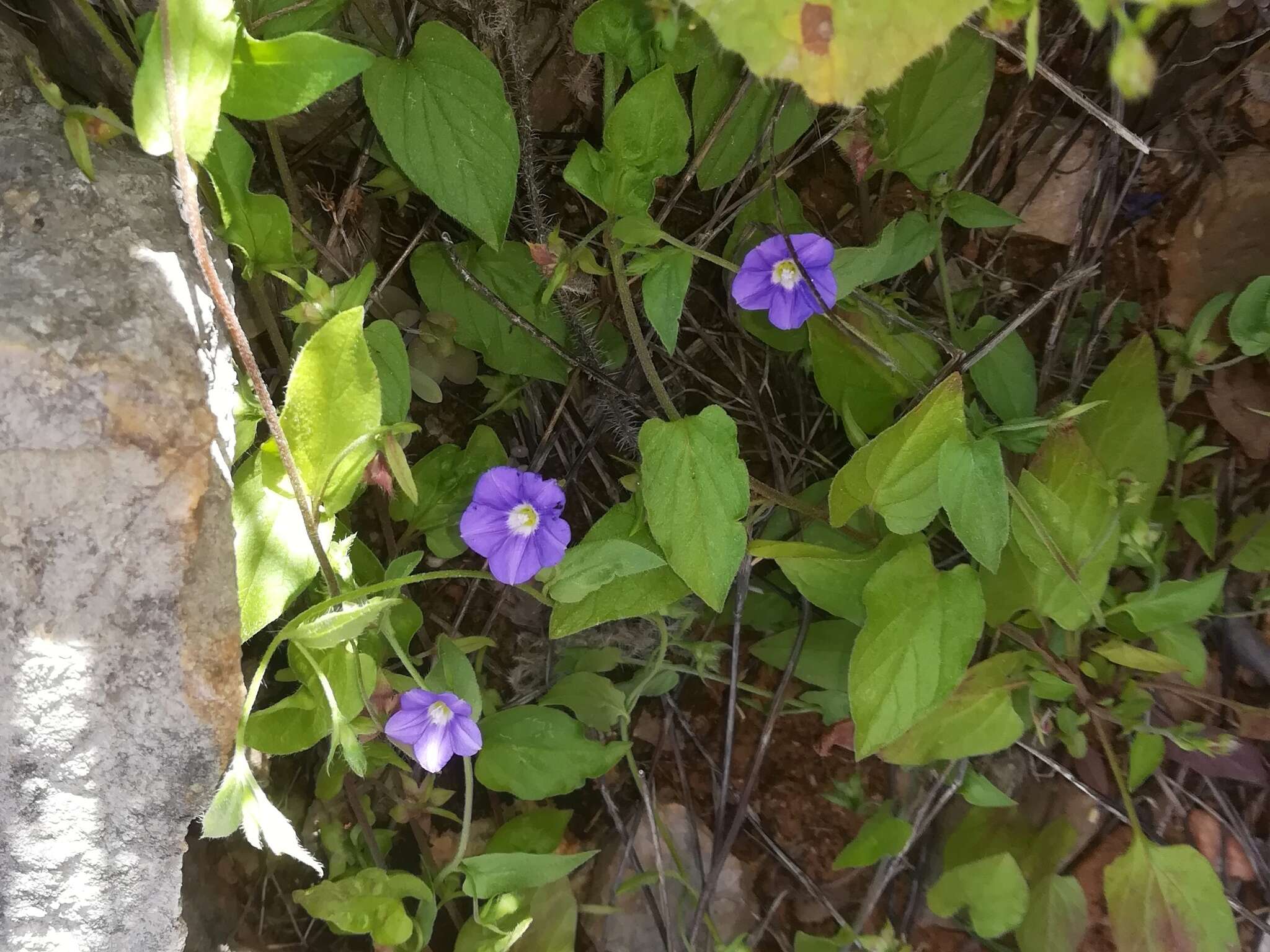 Image de Convolvulus siculus L.