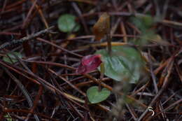 Image of Corybas rotundifolius (Hook. fil.) Rchb. fil.