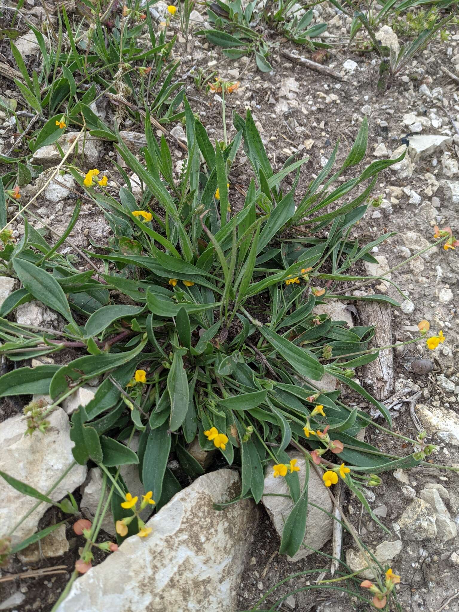 Plancia ëd Scorpiurus muricatus var. subvillosus (L.) Fiori