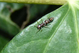 Image of Synemosyna aurantiaca (Mello-Leitão 1917)