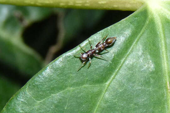 Image of Synemosyna aurantiaca (Mello-Leitão 1917)