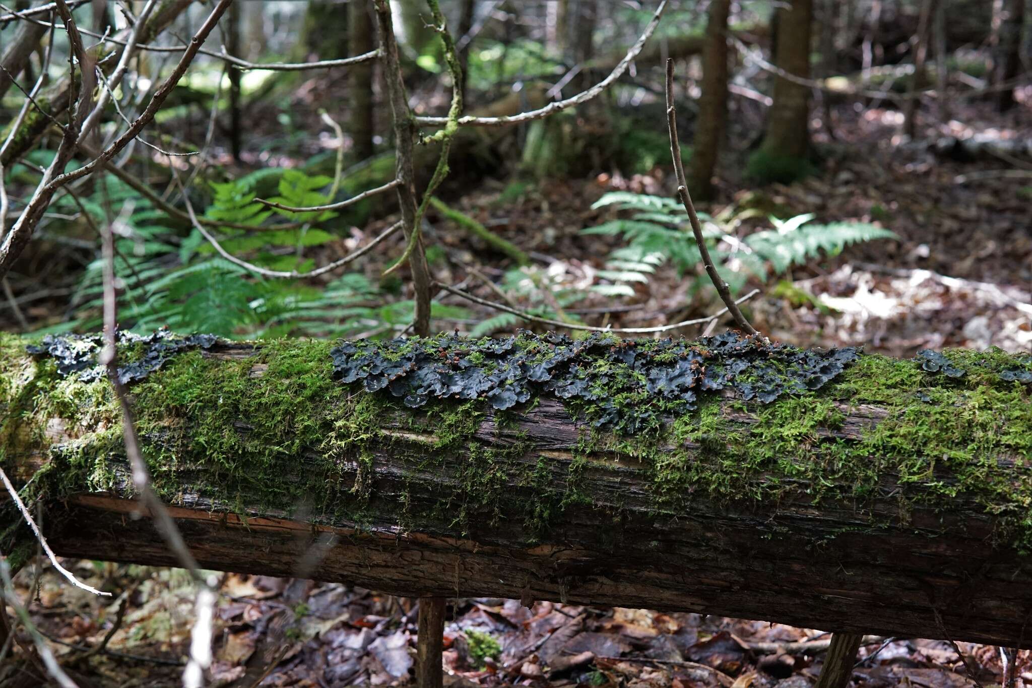 Image of Flat-fruited pelt;   Horizontal felt lichen