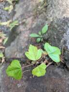 Image of three-toothed maple