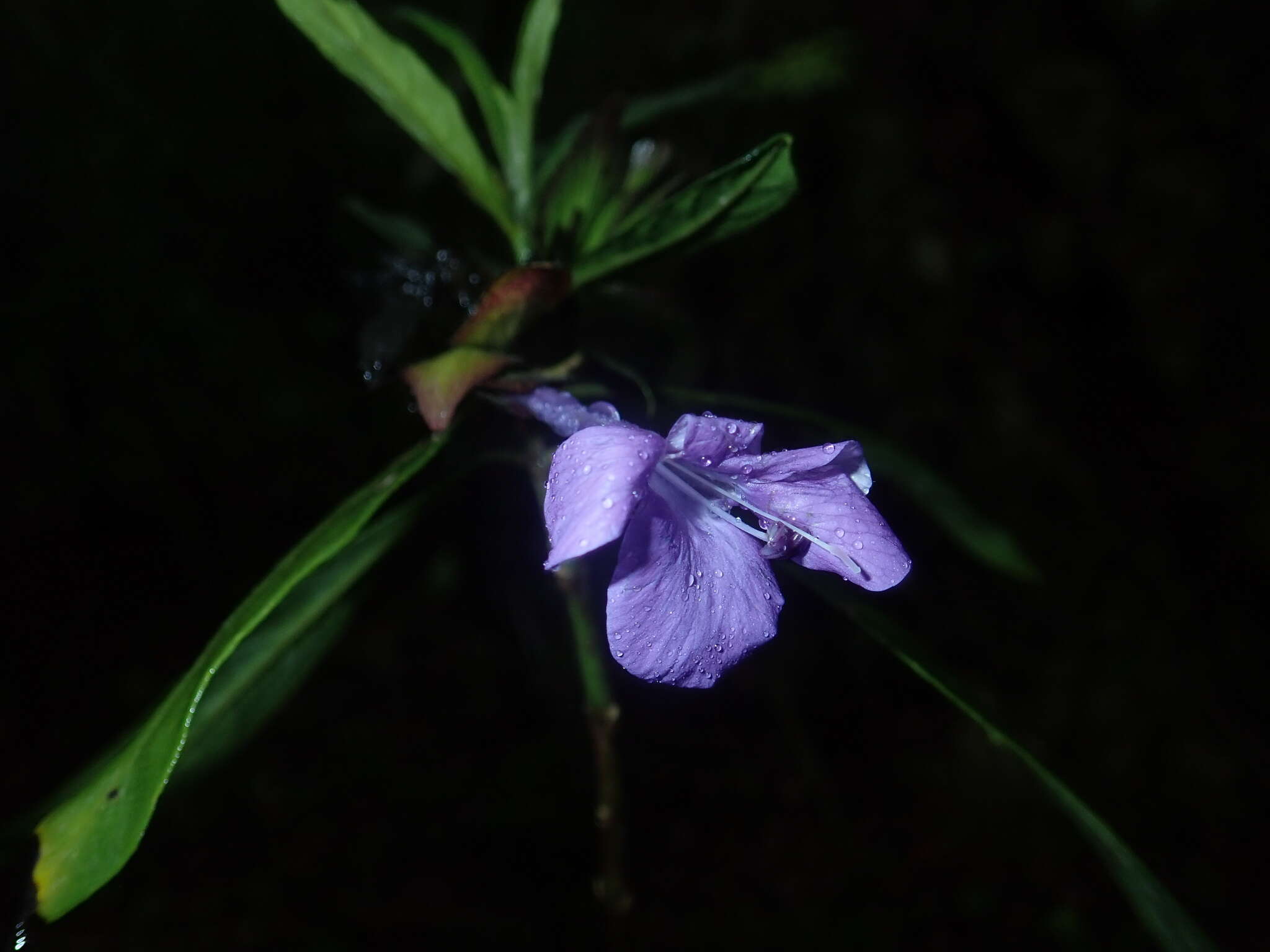 Imagem de Barleria paucidentata Benoist