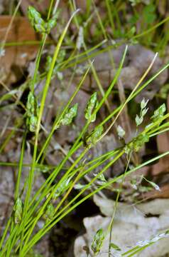 Image of Keeled Lateral-Bulrush