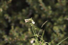 Image of Cleveland's tobacco