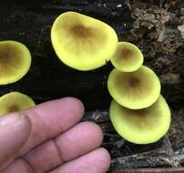 Image of Pluteus chrysaegis (Berk. & Broome) Petch 1912