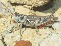 Image of Gladston grasshopper