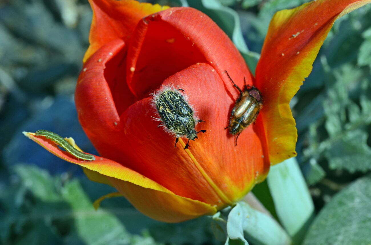 Слика од Tulipa alberti Regel