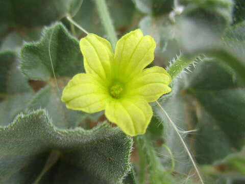 Image of Cucumis sagittatus Peyr. apud Wawra & Peyr.