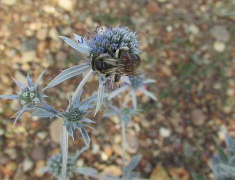 Image of Andrena rosae Panzer 1801