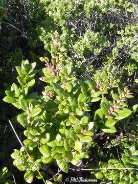 Image of Gaultheria insana (Molina) D. J. Middleton