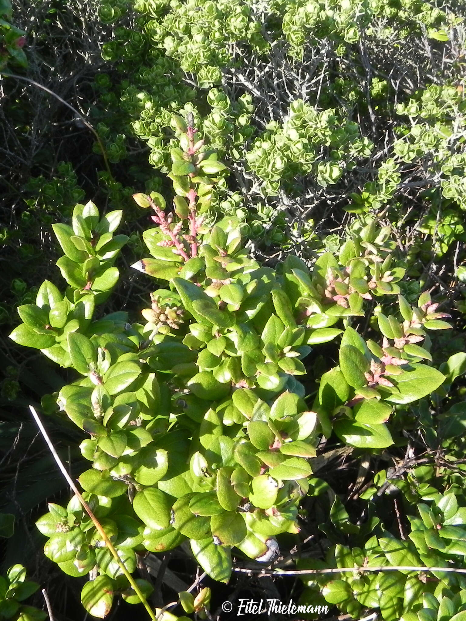 Image de Gaultheria insana (Molina) D. J. Middleton