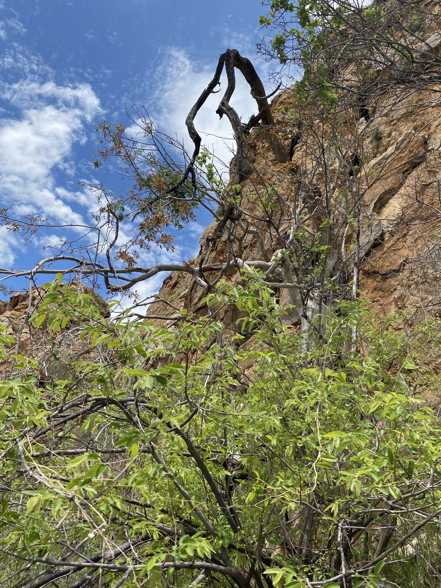 Image of Ficus cordata Thunb.