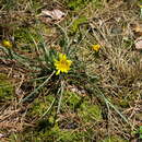 صورة Tragopogon gorskianus Rchb. fil.