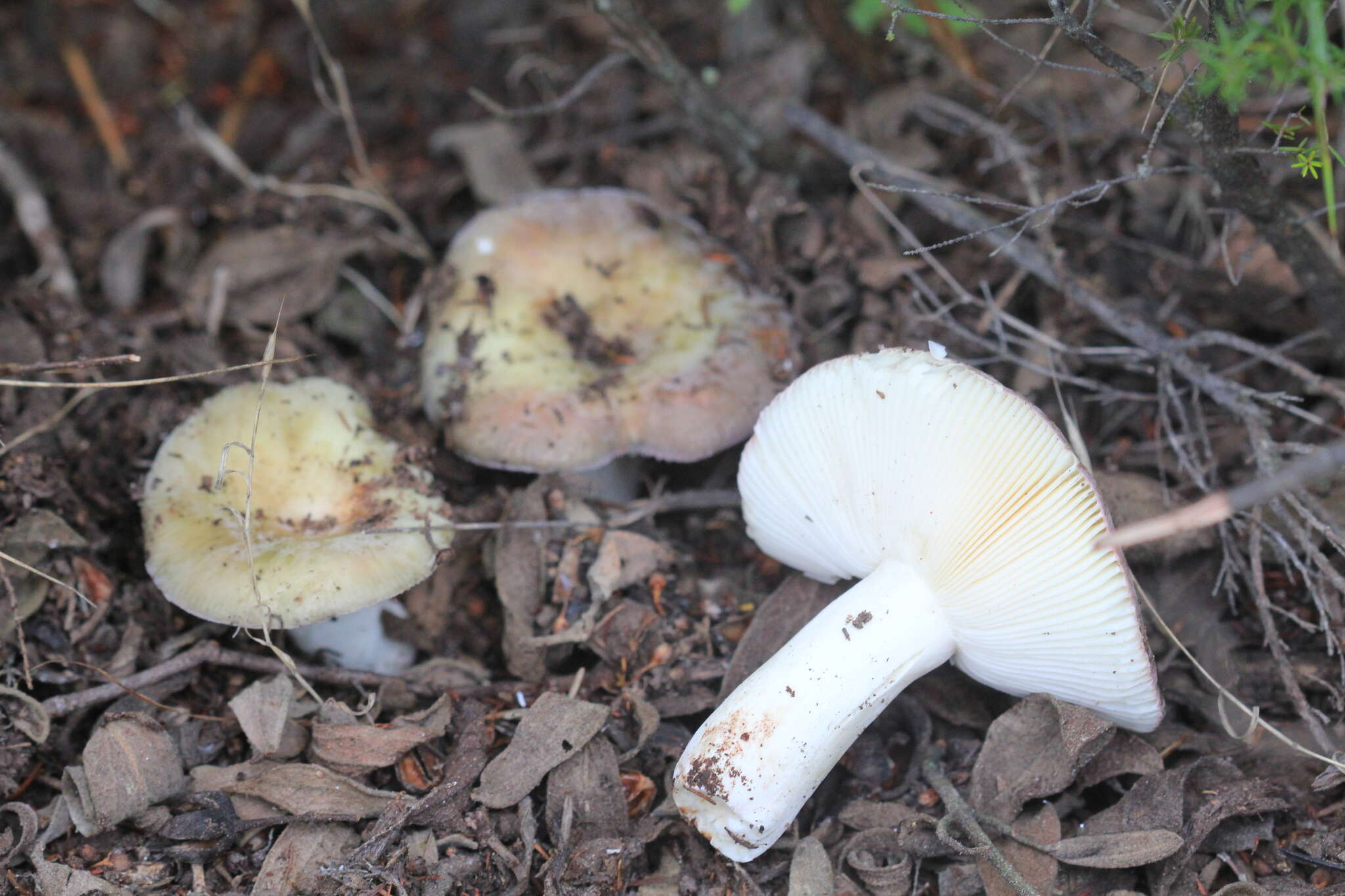 Image of Russula amoenicolor Romagn. 1962