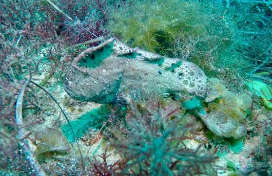 Image of Aetapcus
