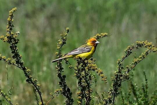 Image of Brown-headed Bunting