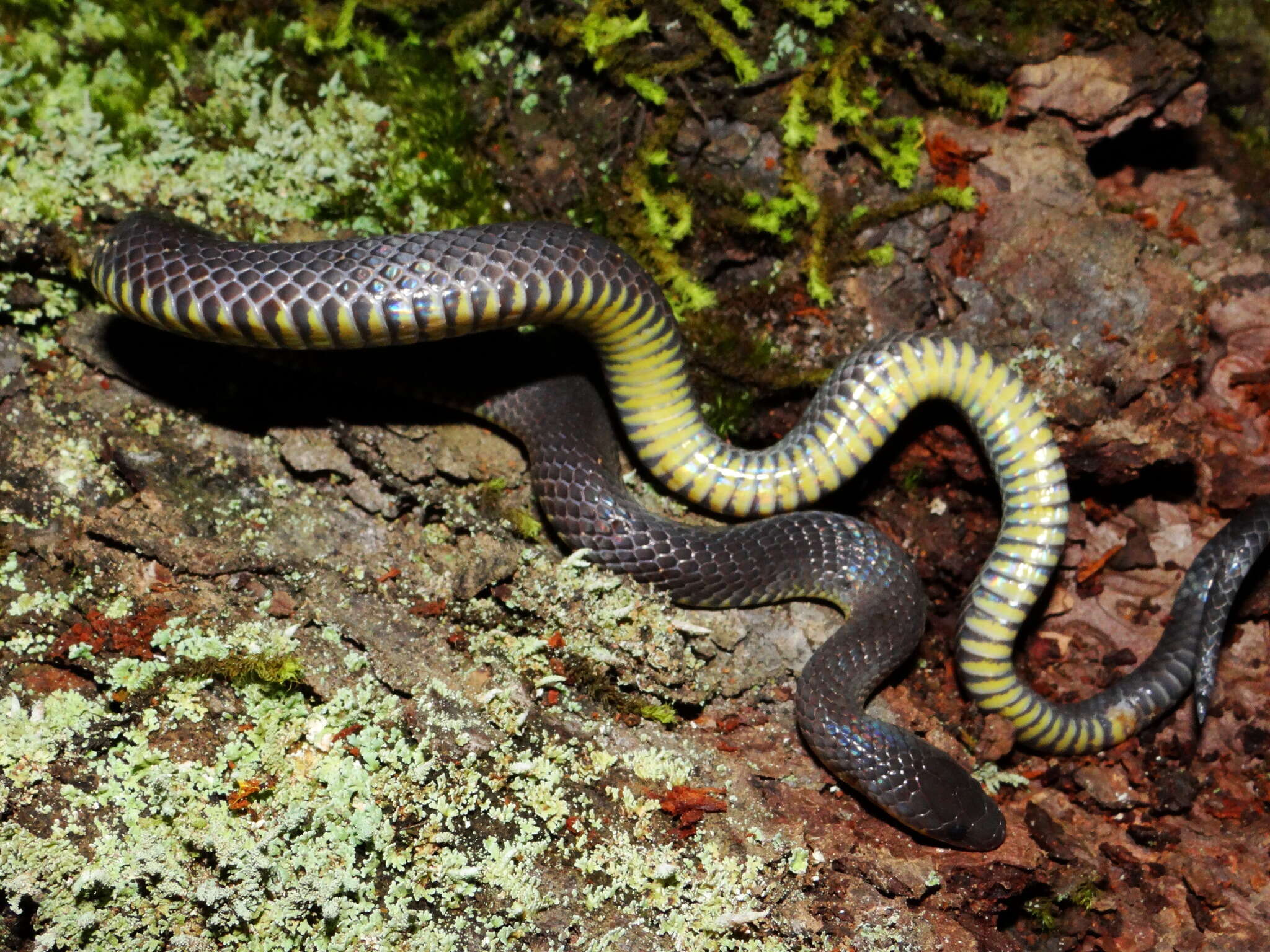 Image of Sierra Coalcoman Earth Snake