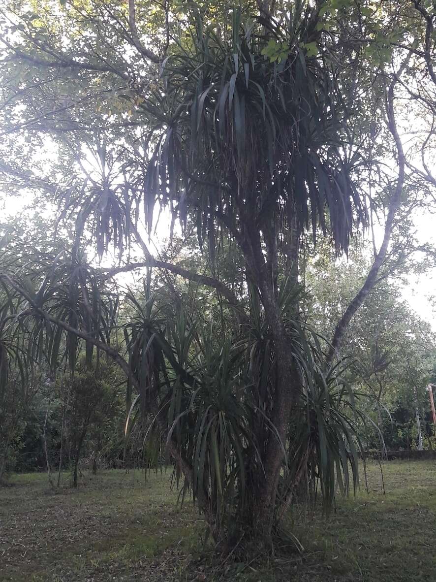 Image of Cordyline sellowiana Kunth