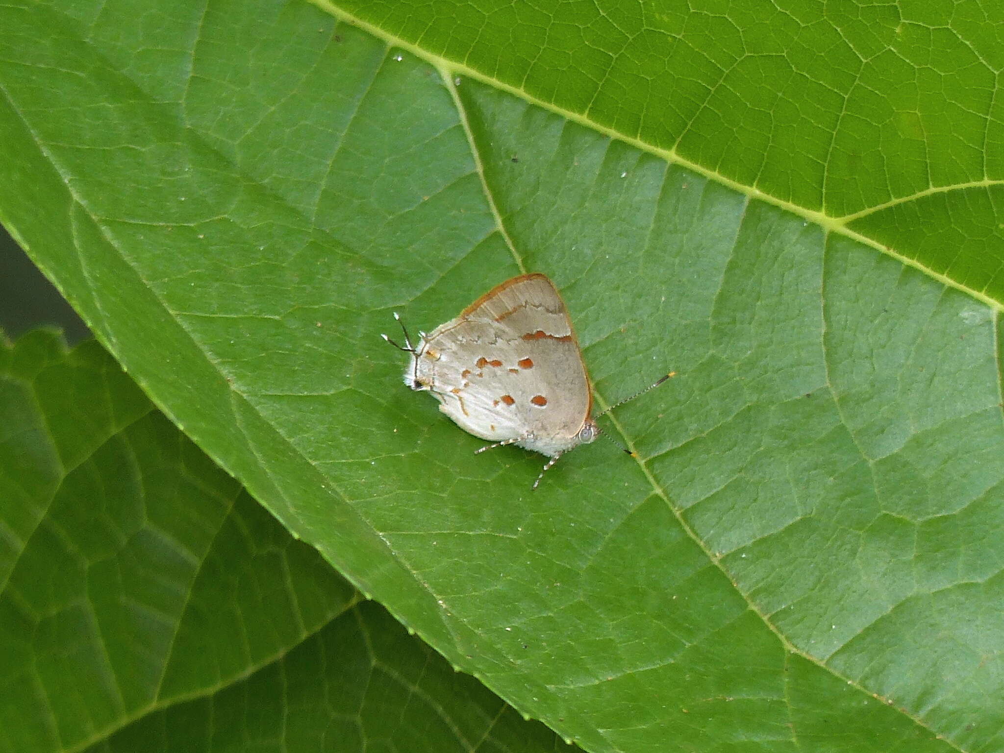 Слика од Tmolus echion (Linnaeus 1767)