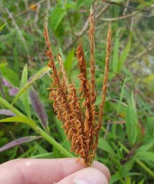 Image of Golden velvet grass