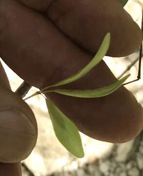 Image of Mexican Ash