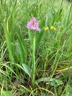 Image of Neotinea tridentata subsp. tridentata