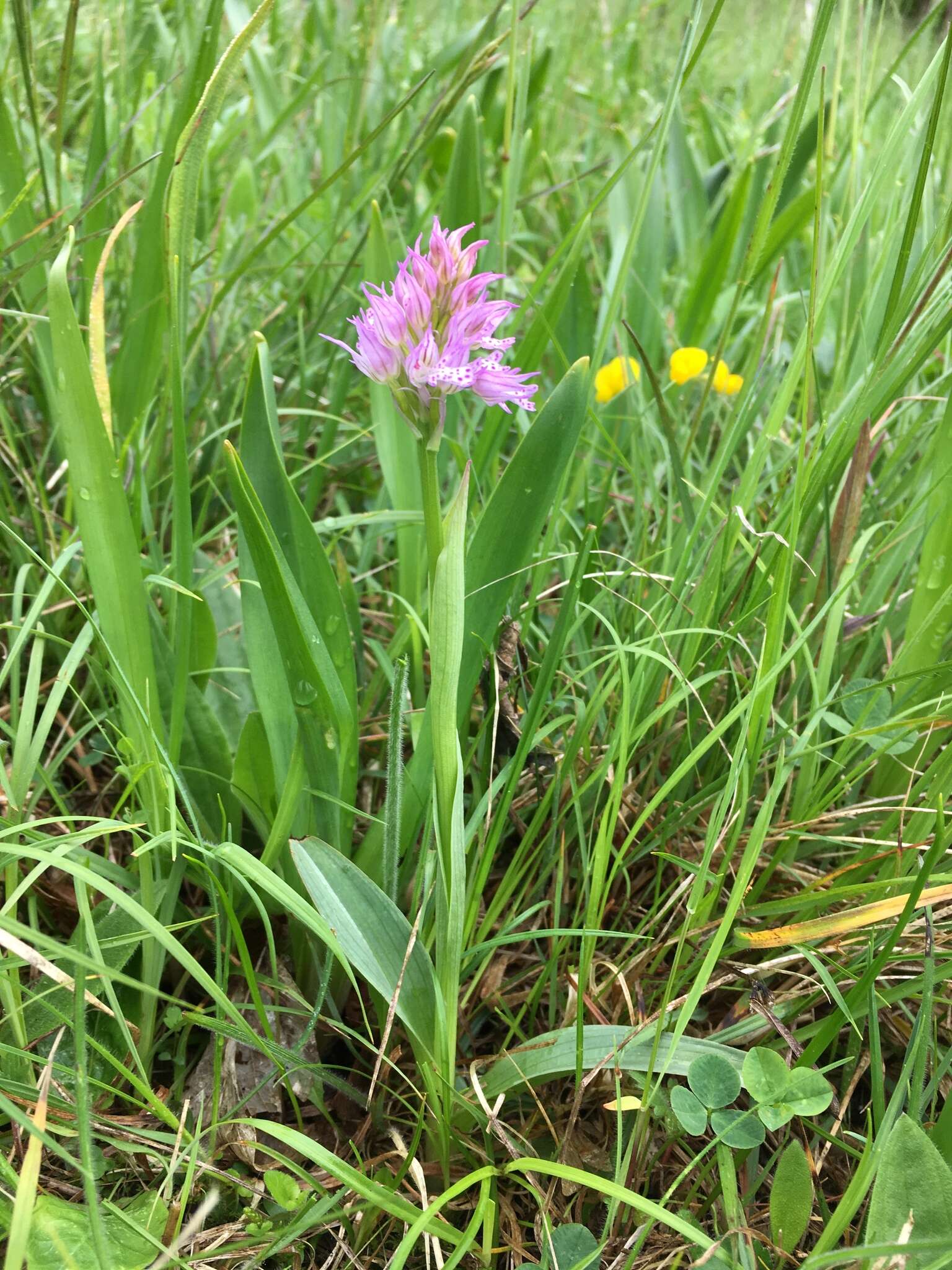 Image de Neotinea tridentata subsp. tridentata