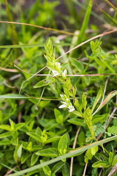 Image of Isoglossa ovata (Nees) G. Lindau