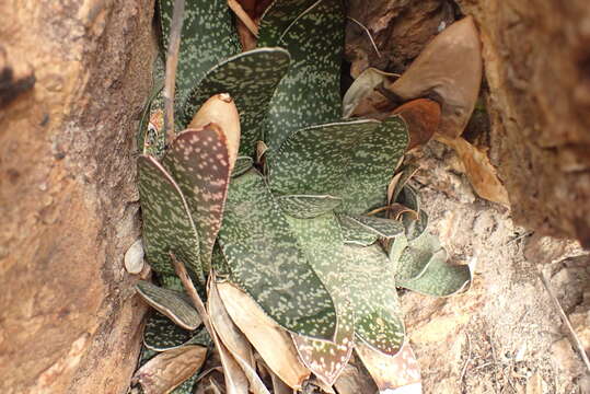 Image of Gasteria brachyphylla (Salm-Dyck) van Jaarsv.