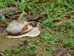 صورة Megalobulimus dryades Fontenelle, Simone & Cavallari 2021