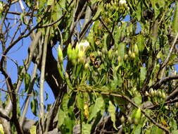 Plancia ëd Ipomoea pauciflora subsp. pauciflora