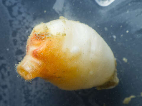 Image of sea peach