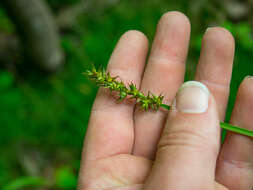 Image of Smooth-Sheath Sedge