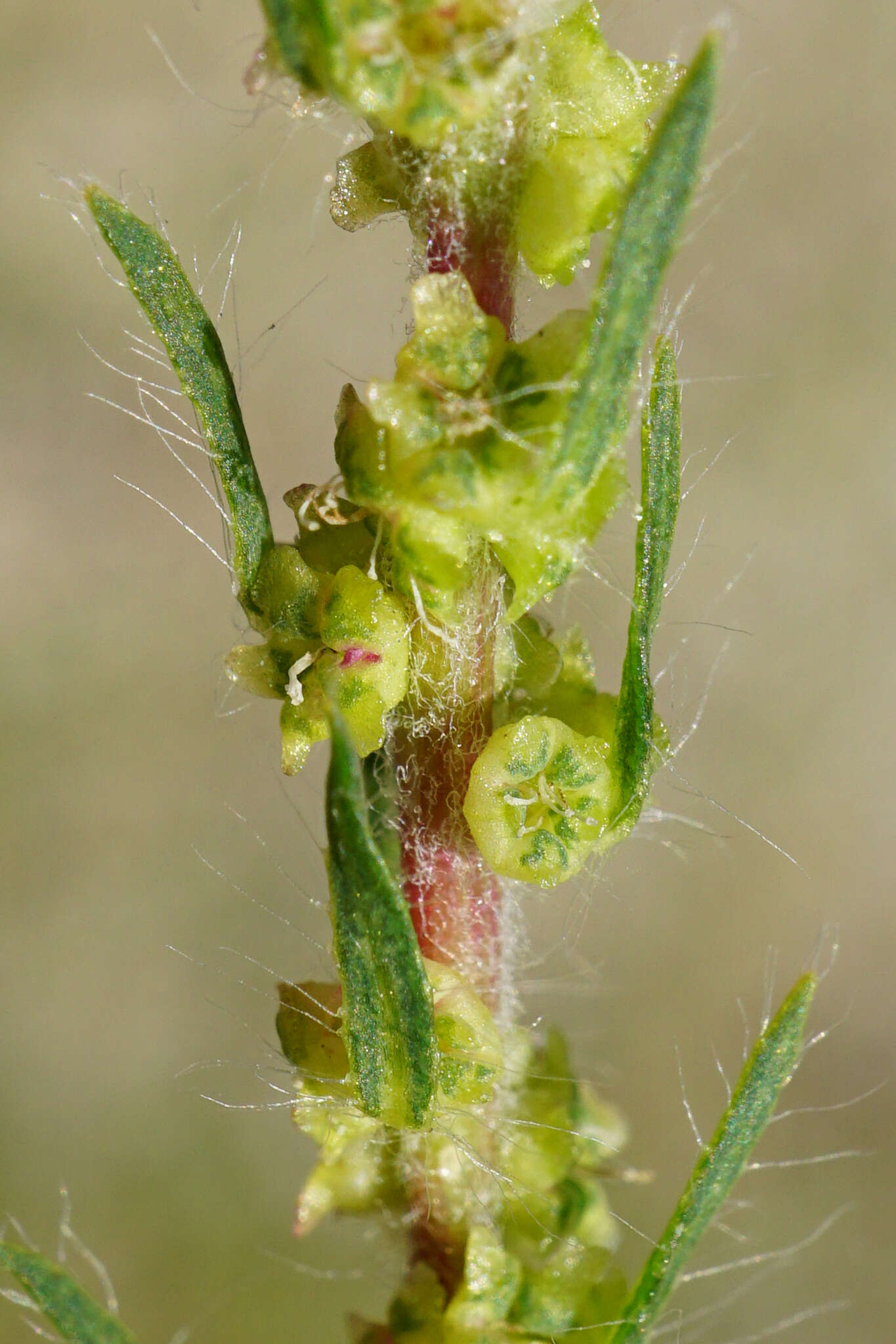 Imagem de Bassia scoparia subsp. densiflora (Turcz. ex Aellen) S. Cirujano & M. Velayos