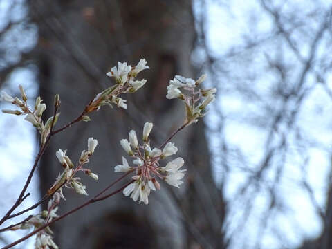 Image de Amelanchier arborea (Michx. fil.) Fern.