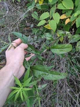 Sivun <i>Eupatorium truncatum</i> kuva