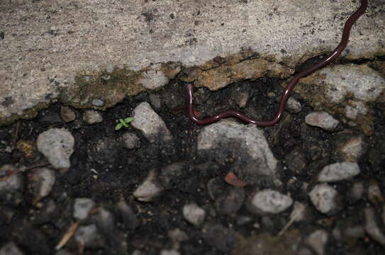 Image of Slender Worm Snake