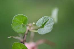 Plancia ëd Dichondra sericea Sw.