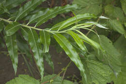 Image of narrow-leaf willow