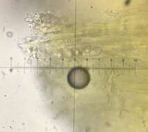 Otidea subformicarum Olariaga, Van Vooren, Carbone & K. Hansen 2015的圖片